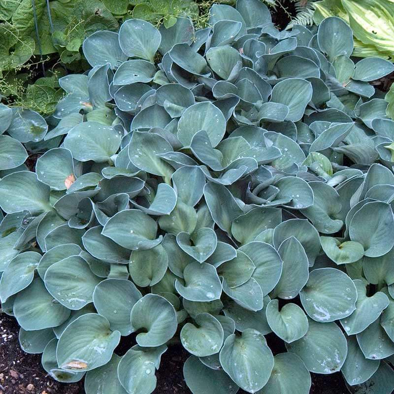 Blue Mouse Ears Hosta with blue-hued foliage dotted with dew drops.