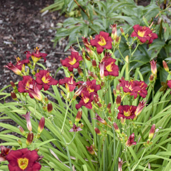 Pardon Me Daylily with red blooms towering over grass-like foliage.