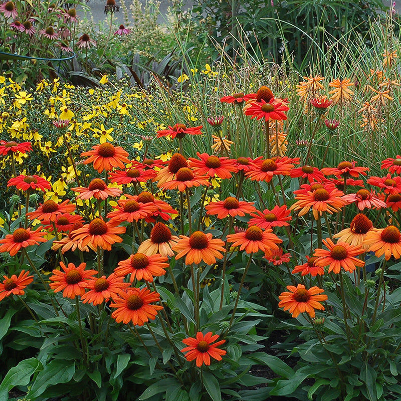 Kismet Intense Orange Coneflower has bright orange blooms all summer