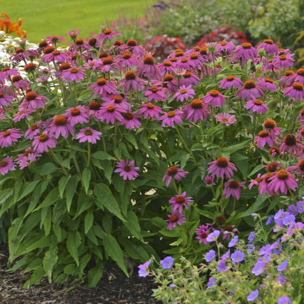 PowWow Wild Berry Coneflower in garden along side Geranium Rozanne, perfect combination.