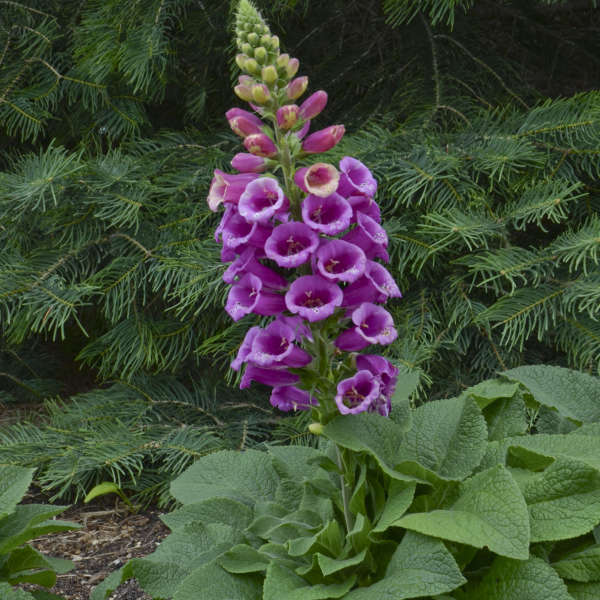 'Candy Mountain' Foxglove has rosy upward facing flowers that bloom in early sumer.