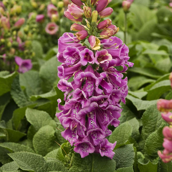 'Candy Mountain' Foxglove has strong stems that holds the flowers upright.