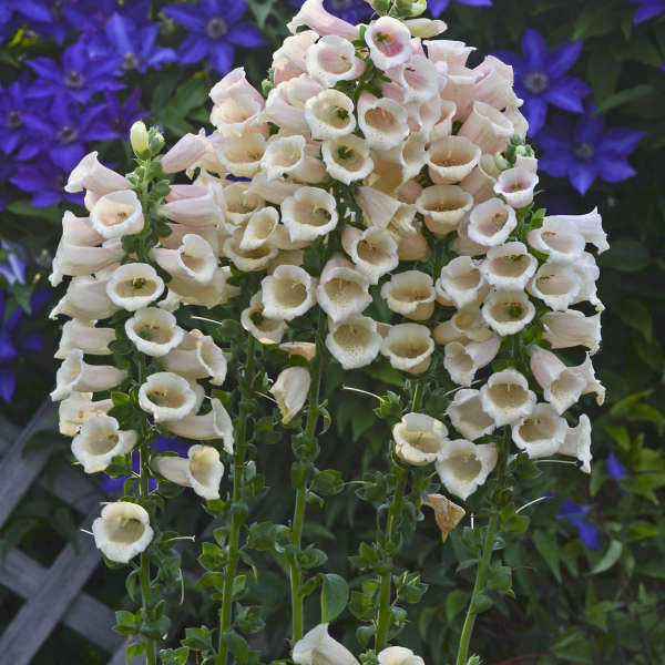 'Dalmatian Peach' Foxglove has peach flowers that are a magnet for pollinators.