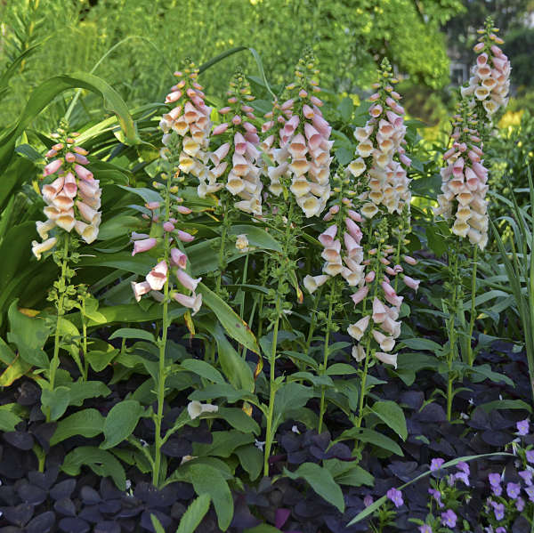'Dalmatian Peach' Foxglove has strong stems to hold the peach flowers upright.