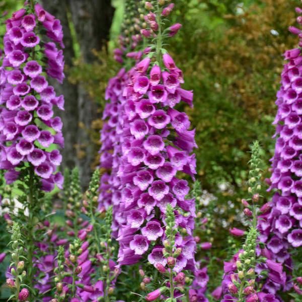 'Dalmatian Purple' Foxglove has purple bell-shaped flowers that are easy to grow.