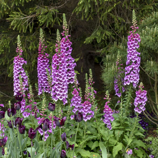 'Dalmatian Purple' Foxglove grows on strong stems that keep the blooms upright.