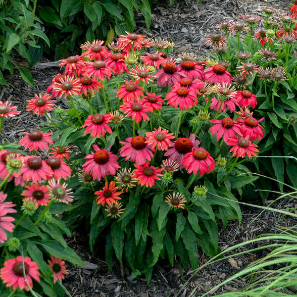 Summersong™ Firefinch™ Coneflower compact habit looks great in the garden!