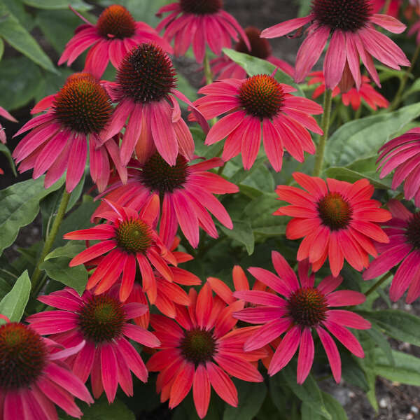 Summersong™ Firefinch™ Coneflower vibrant red shades all summer long!