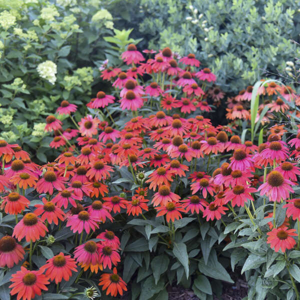 Summersong™ Firefinch™ Coneflower gives you non stop color with no deadheading required.
