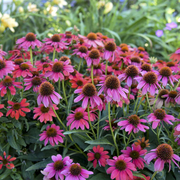 Summersong™ Firefinch™ Coneflower has non stop blooms from summer to fall.