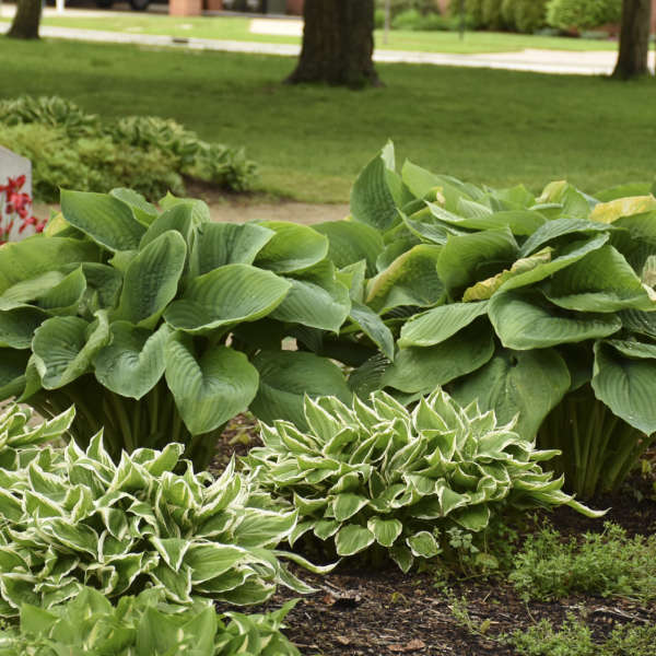 Empress Wu Hosta boasts violet flowers in the summer.