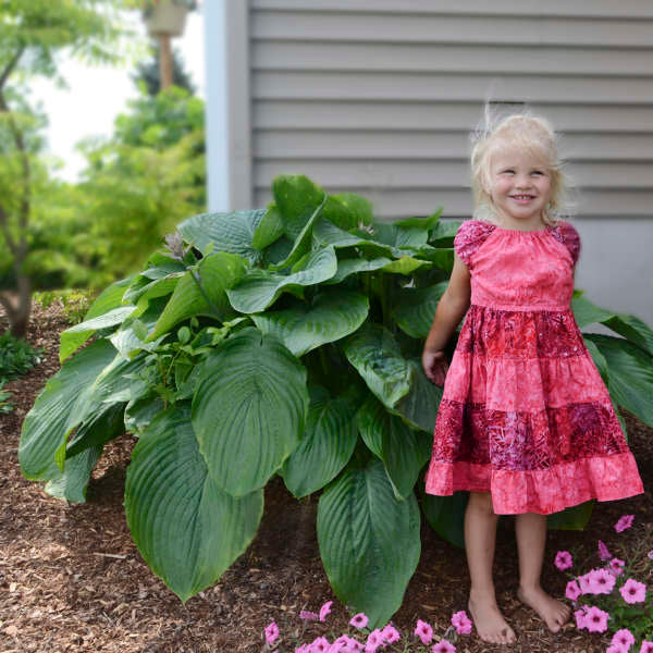 Empress Wu Hosta has huge textured blue-green leaves.