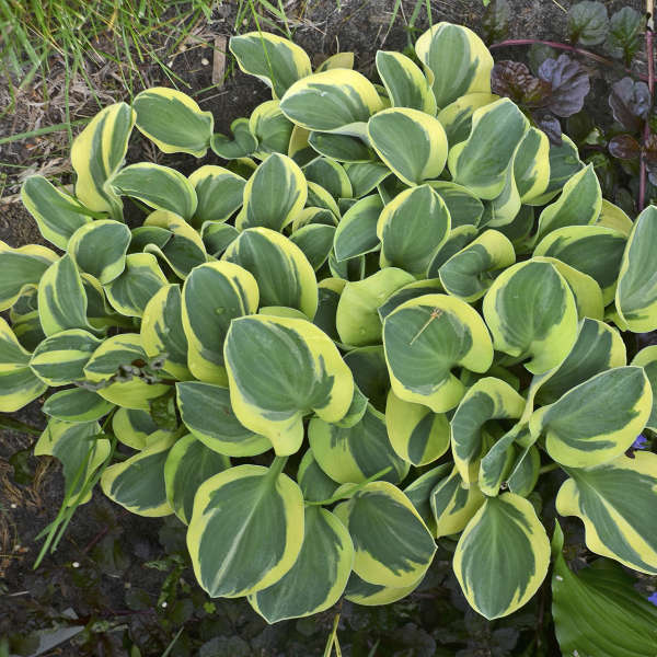 Might Mouse' Hosta with green and yellow variegated foliage.