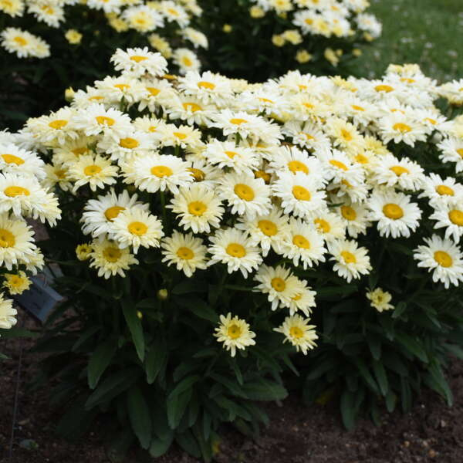 Amazing Daisies® 'Banana Cream II' Shasta Daisy