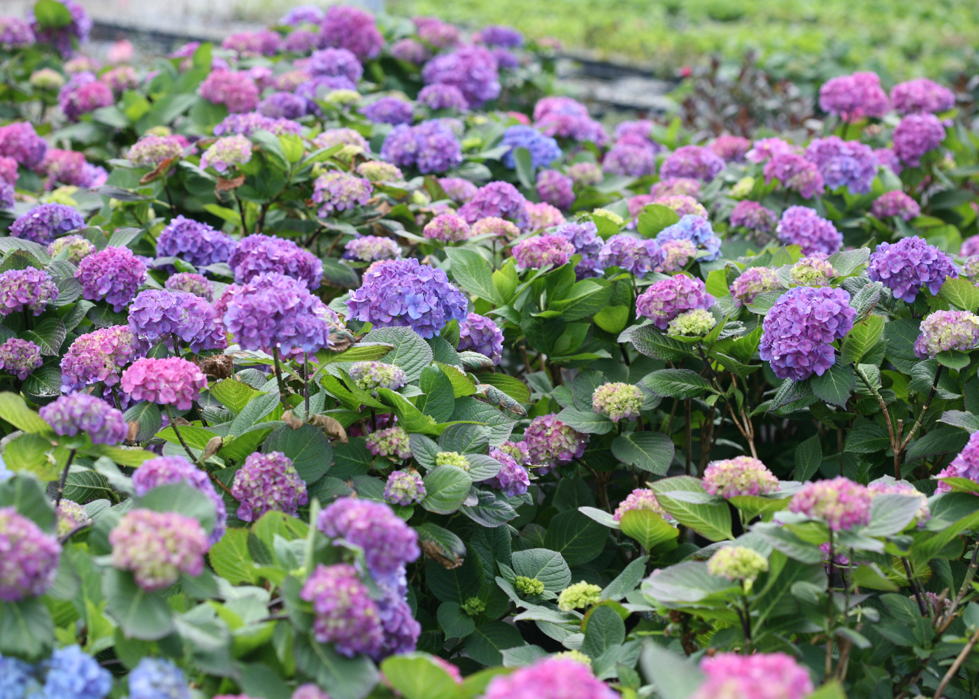 Garden full of blue and purple bigleaf hydrangea blooms