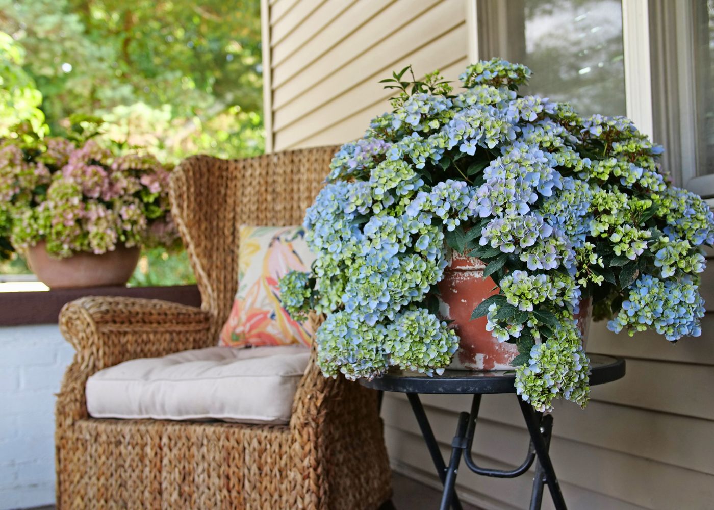 Wicker chair with cushions and a table with blue cascade hydrangeas on a porch.