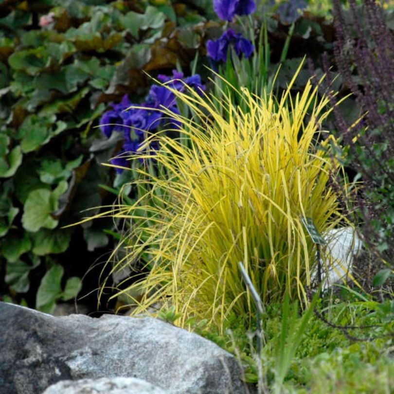 Yellow carex plant with purple flowers and green foliage in a garden setting.