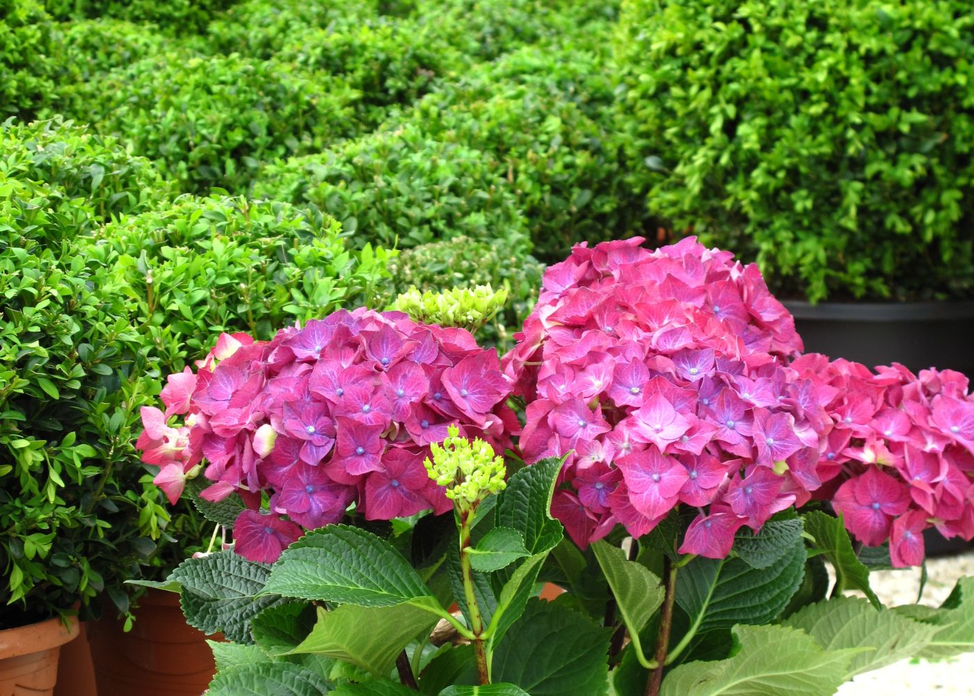 All Things Hydrangea | Buy Hydrangeas Online