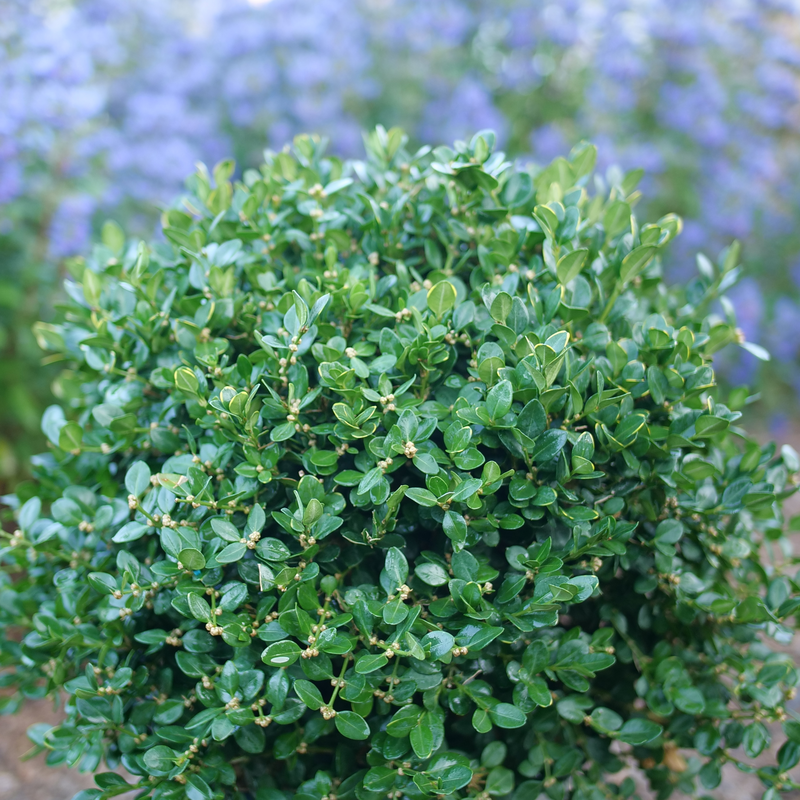 A compact globe-shaped habit great for creative landscaping projects.