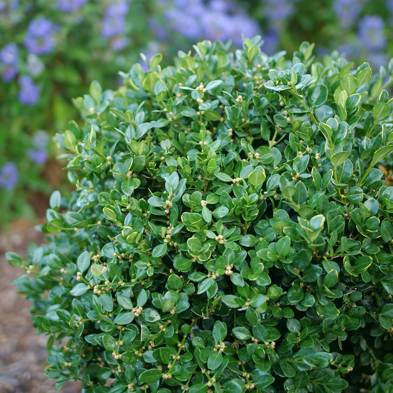 A compact globe-shaped habit great for creative landscaping projects.