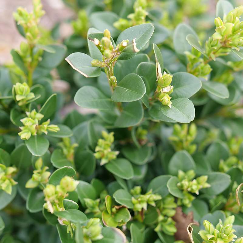 Close up of green foliage with new buds