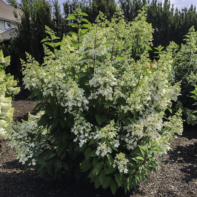 Candelabra Panicle Hydrangea with cone shaped white flowers and green leaves planted in the garden