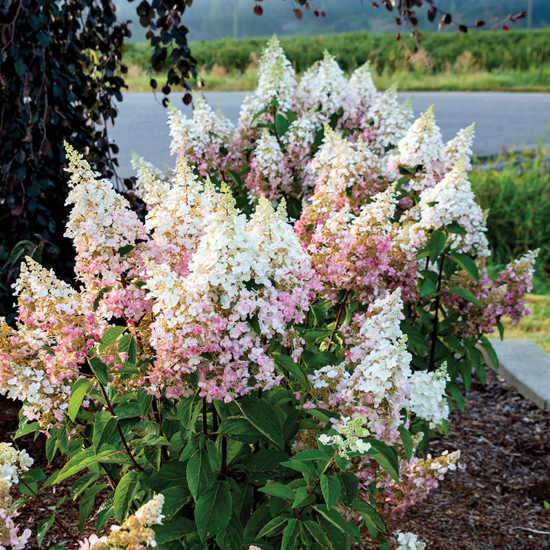 Candelabra Panicle Hydrangea with cone shaped pink and white flowers and green leaves planted in the garden