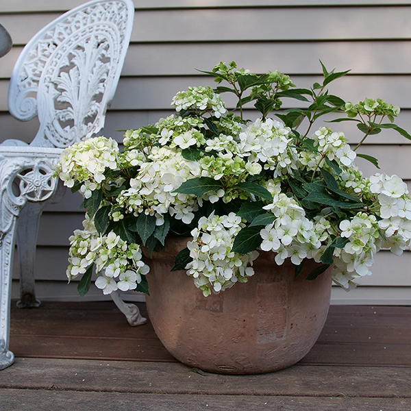 Tuff Stuff™ Mountain Hydrangea - DISCONTINUED Tuff Stuff™ Mountain Hydrangea - DISCONTINUED