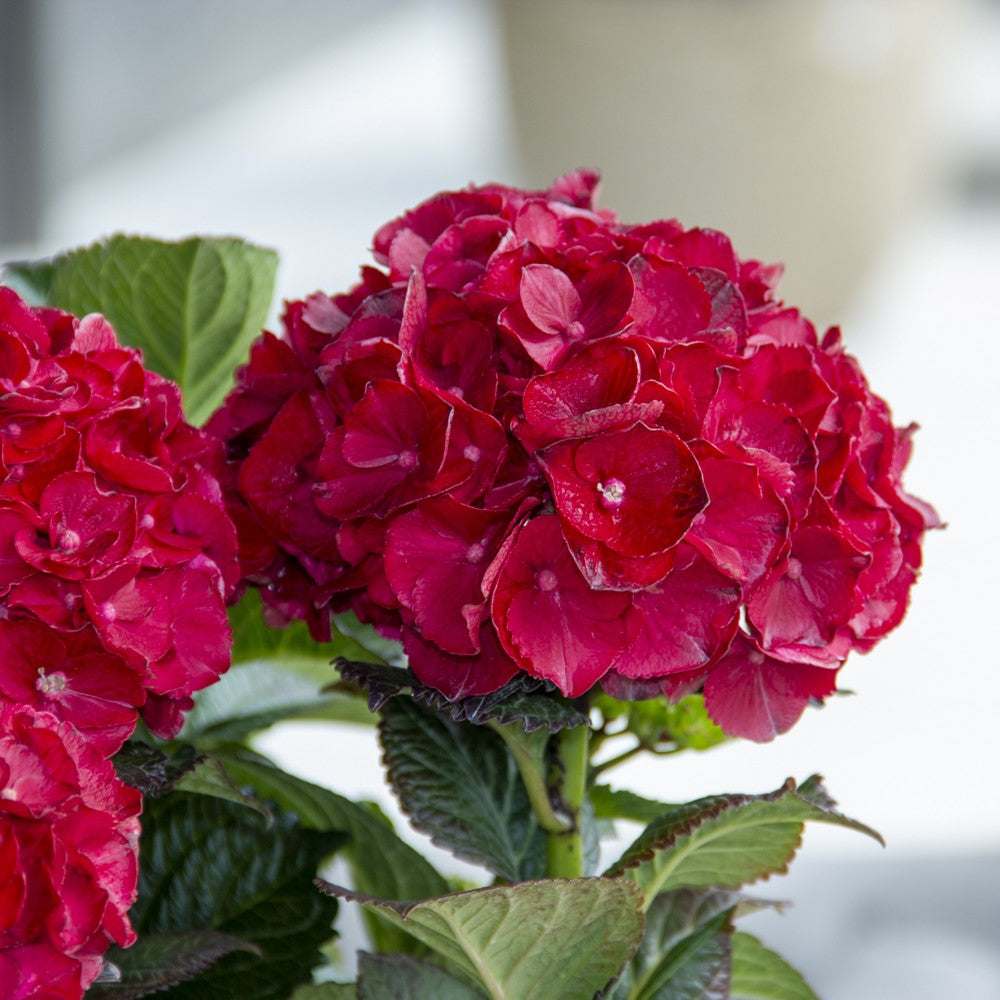 Close up picture of Cherry-Go-Round Bigleaf Hydrangea with round red bloom and green foliage