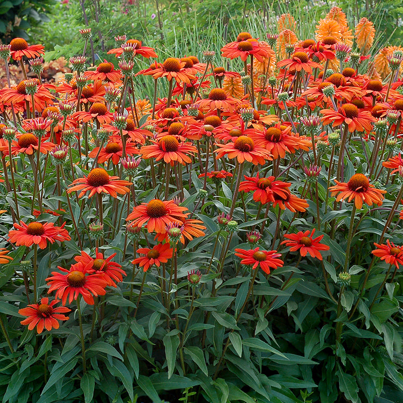 Kismet Intense Orange Coneflower in garden with yellow Coreopsis, and orange Red Hot Poker for contrast.