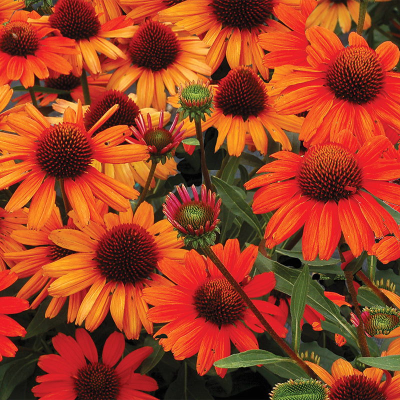 Echinacea Kismet Intense Orange creates a well branched clump with lots of blooms