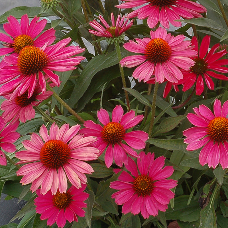 Echinacea Kismet Raspberry has long lasting and fragrant blooms to attract pollinators