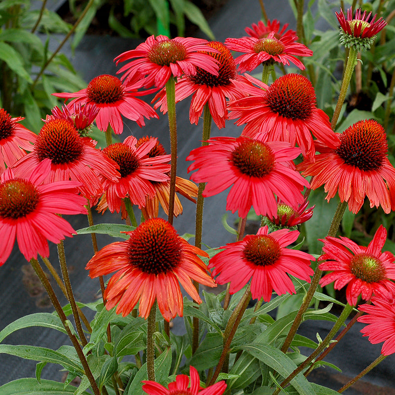Kismet Red Coneflower is drought tolerant and compact