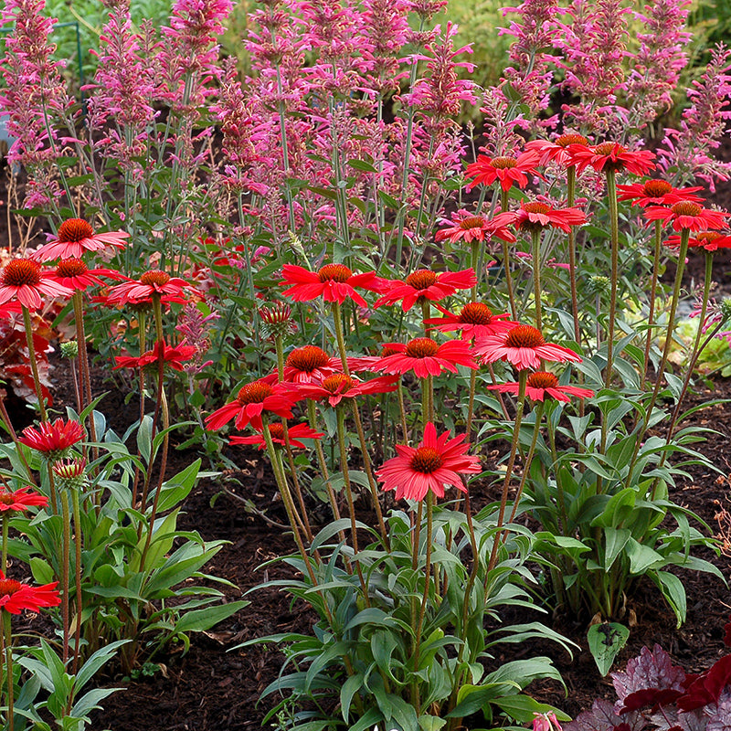 Echinacea Kismet Red attracts pollinators and hummingbirds to your garden