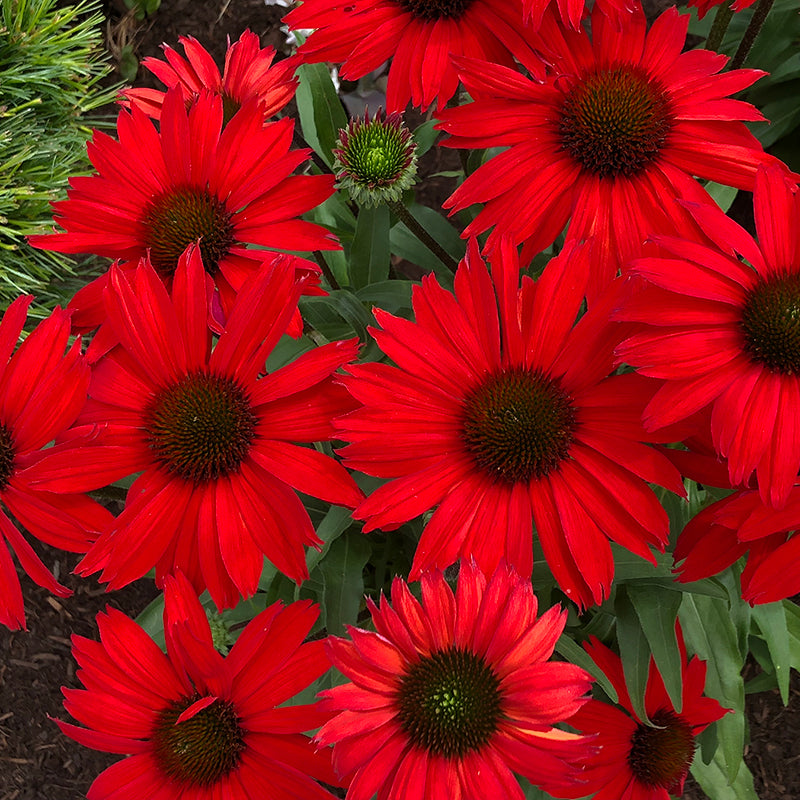 Kismet Red Coneflower has intensely red blooms all summer