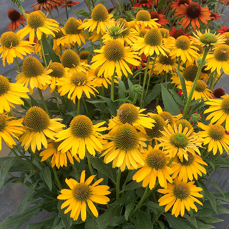 Kismet Yellow Coneflower has bright yellow flowers for months