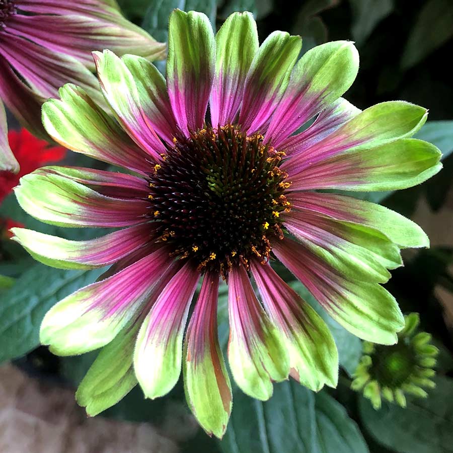 Close-up of a lime green and pink Sweet Sandia Coneflower bloom.