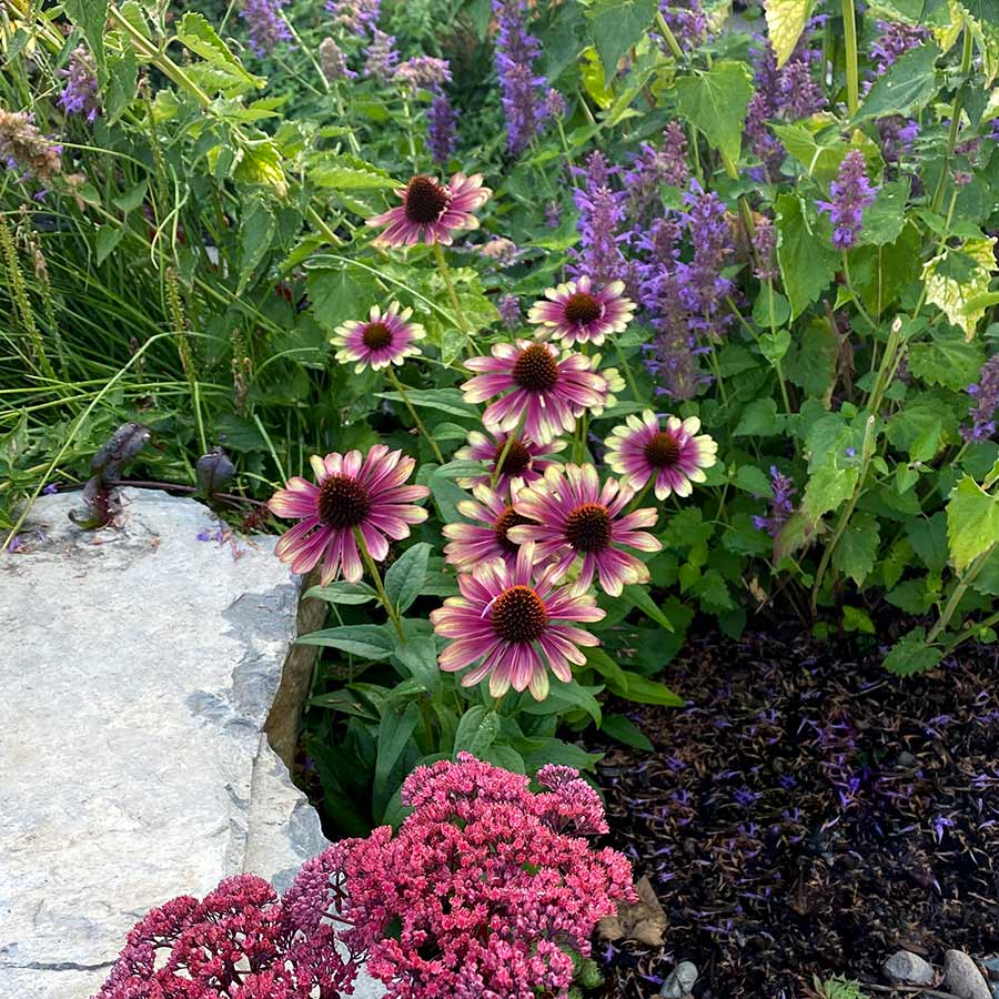 Sweet Sandia Coneflower with green and pink flowers in a garden.