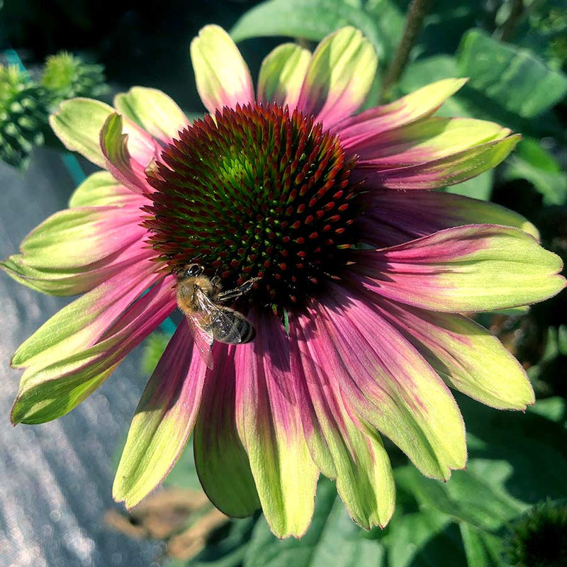 Close-up of a bee on a watermelon-like Sweet Sandia Coneflower bloom.