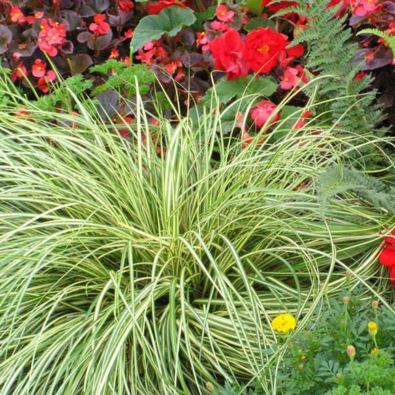 Arching golden blades from perennial grass 'Evergold' sedge