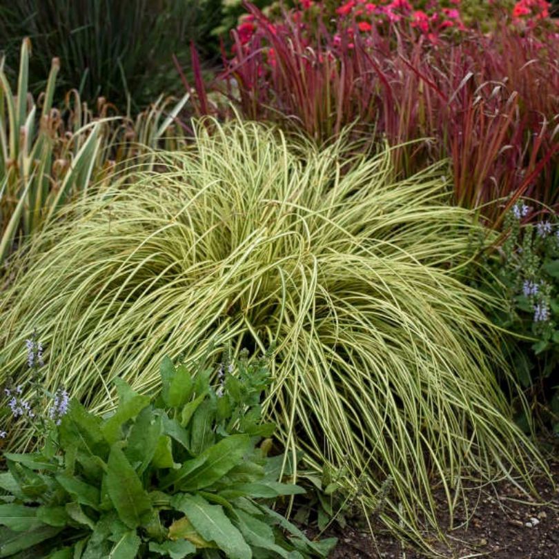 Ornamental grass with arching gold and green blades in a shade garden