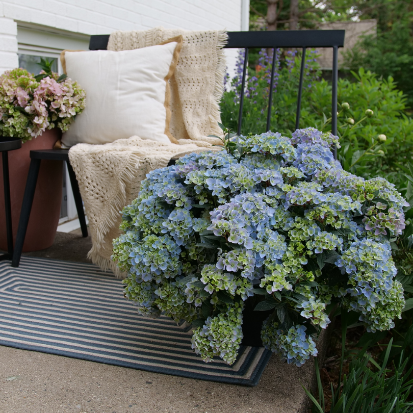 A large blue Fairytrail Fresco Cascade Hydrangea in full bloom sits in front of a black bench with a blue striped rug beneath it.