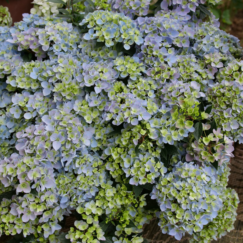 Fairytrail Fresco cascade hydrangea with light green, blue, and purple flowers. 