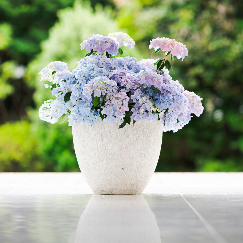 Fairytrail Fresco™ Cascade Hydrangea in a white pot shows the variety of hues the blooms can have, from blue to lavender to pale pink.