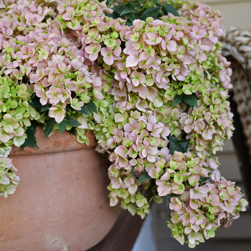 A large pink Fairytrail Fresco Cascade Hydrangea sits on the ledge of a shaded front porch, covered in mophead flowers. 