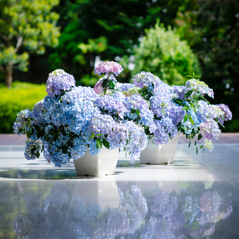 Two small blue Fairytrail Fresco Cascade Hydrangeas in full bloom sit on a reflective white surface.