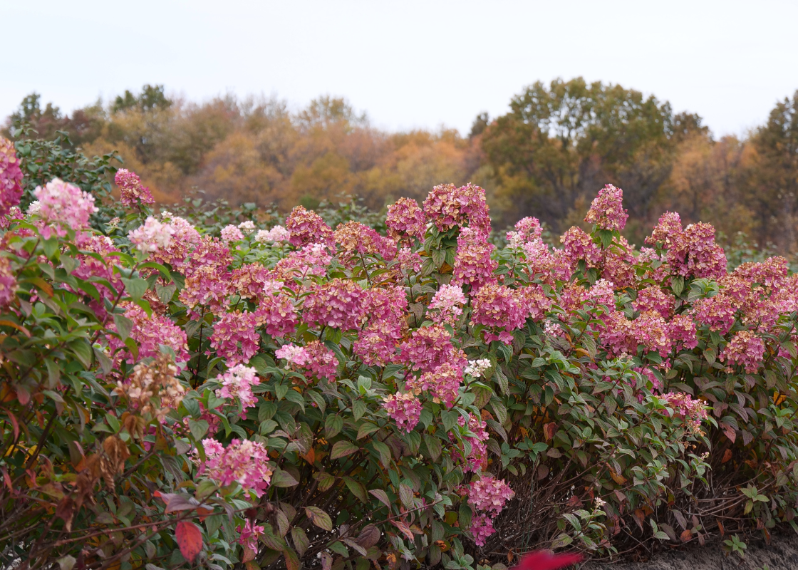 Bright pink fire light hydrangeas with a fall landscape