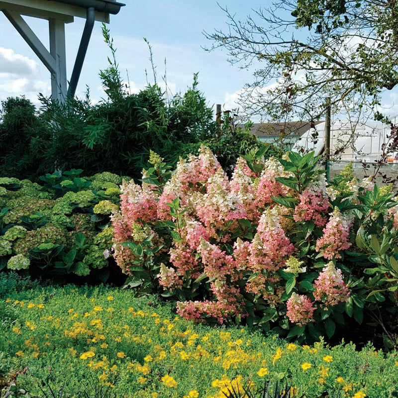 Flare Panicle Hydrangea with cone shaped pink and white flowers planted in the garden with yellow flowered plant in the foreground