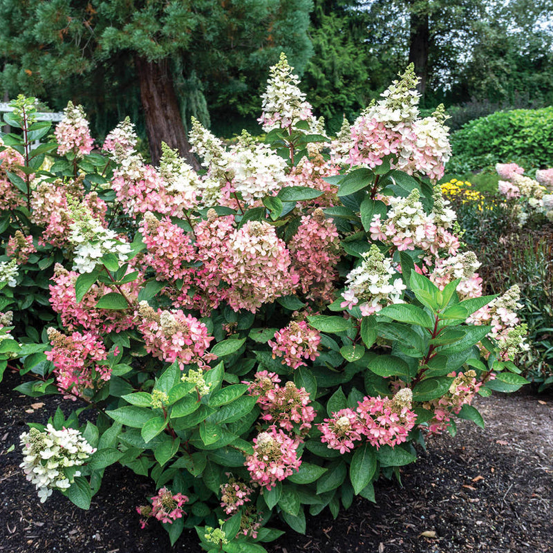 Flare Panicle Hydrangea with cone shaped pink and white flowers and green leaves planted in the garden