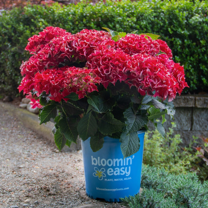 Frill Ride Bigleaf Hydrangea with red flowers and dark green leaves in a blue pot on a stone ledge